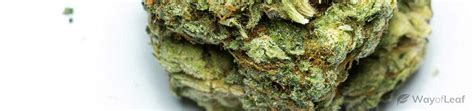 the white marijuana strain review